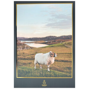A3 'Ram' Print